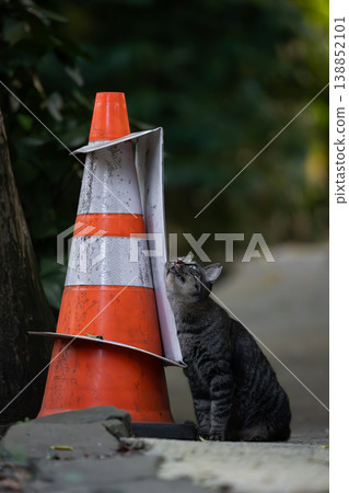 A traffic cone and a stray cat resting by the roadside. 138852101