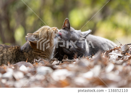 Stray cats grooming each other on fallen leaves 138852110
