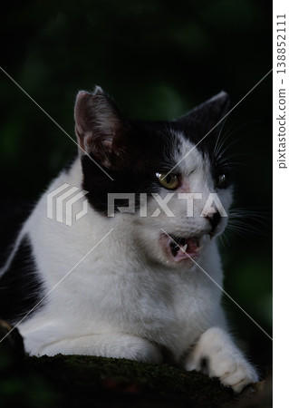A stray cat threatening in the dark A stray cat threatening in the dark 138852111