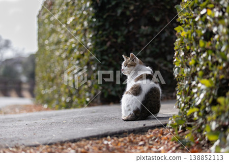 A stray cat staring on the road in the park A stray cat staring on the road in the park 138852113