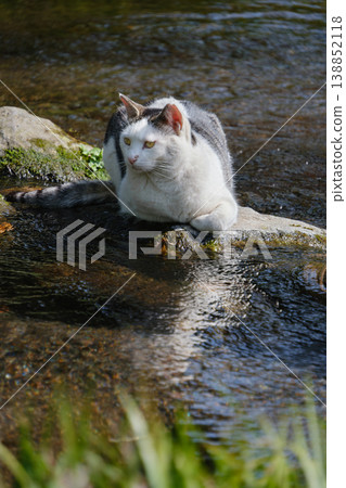 A tabby stray cat gazing at the lake surface. 138852118