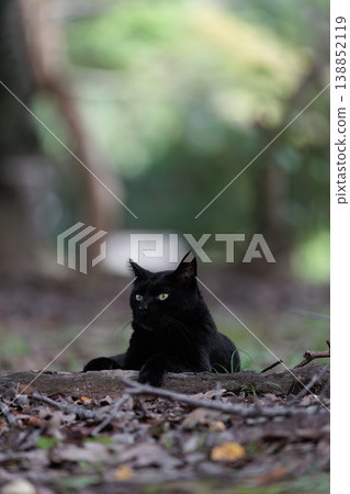 A black stray cat standing on fallen leaves 138852119