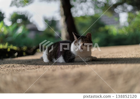 A stray cat with a fantastical tabby pattern 138852120