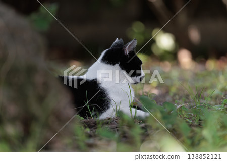 A stray cat with a spotted pattern resting in the shade of a tree. A stray cat with a spotted pattern resting in the shade of a tree. 138852121