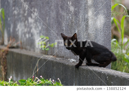 Black kitten stray cat Black kitten stray cat 138852124
