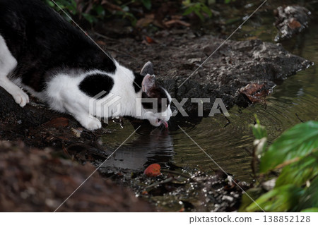 A stray cat with a spotted pattern drinking water from a pond. A stray cat with a spotted pattern drinking water from a pond. 138852128