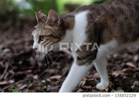 Cute tabby and spotted stray cats Cute tabby and spotted stray cats 138852129