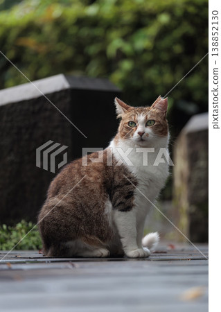 A cool and sharp-looking stray cat 138852130