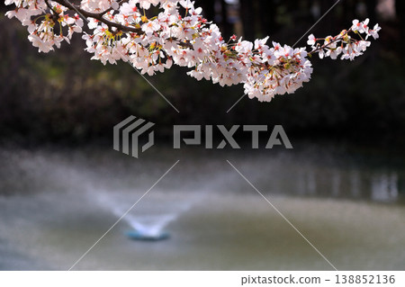 Tsuruoka Park Cherry Blossom Festival Tsuruoka Park Cherry Blossom Festival 138852136