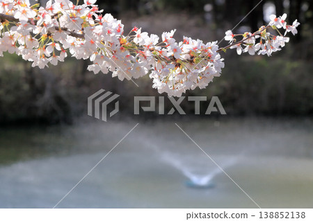 鶴岡公園櫻花節 鶴岡公園櫻花節 138852138
