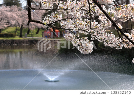 鶴岡公園櫻花節 鶴岡公園櫻花節 138852140