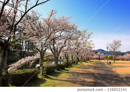 鶴岡公園櫻花節 鶴岡公園櫻花節 138852141