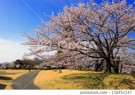 Tsuruoka Park Cherry Blossom Festival Tsuruoka Park Cherry Blossom Festival 138852147