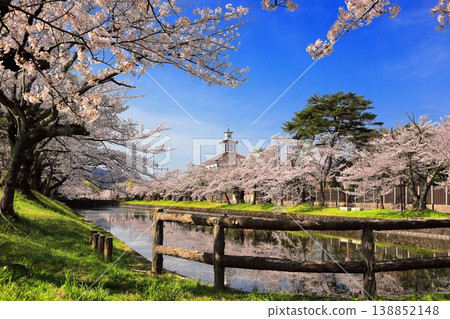 鶴岡公園櫻花節 鶴岡公園櫻花節 138852148
