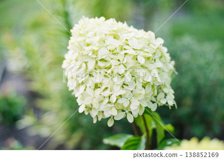 Hydrangea Pixio in full bloom with green leaves 138852169