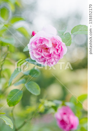 Pink English Rose Mary Rose in Bloom 138852170