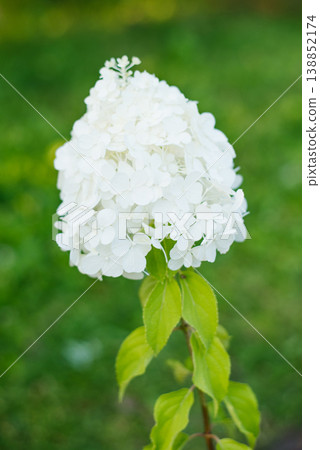 White panicle hydrangea blooming in summer White panicle hydrangea blooming in summer 138852174
