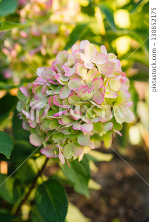 Bonfire Hydrangea in Early Pink Blooming Stage Bonfire Hydrangea in Early Pink Blooming Stage 138852175