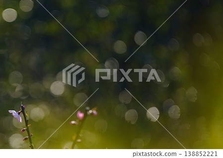 Beautiful flowers with a bokeh background that makes good use of the white space. Copy space available. Beautiful flowers with a bokeh background that makes good use of the white space. Copy space available. 138852221