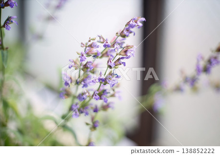 Sage flower, purple, herb, macro, bokeh flower Sage flower, purple, herb, macro, bokeh flower 138852222