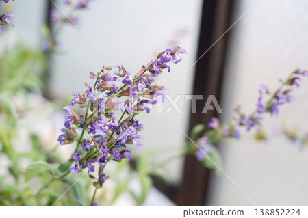 Sage flower, purple, herb, macro, bokeh flower Sage flower, purple, herb, macro, bokeh flower 138852224