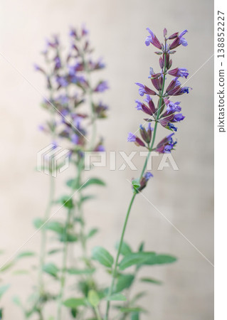鼠尾草花,紫色,草本植物,微距,散景花 鼠尾草花,紫色,草本植物,微距,散景花 138852227