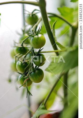 Mini tomatoes, green fruit, home garden, macro tomato plant 138852233