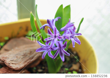 風信子，紫色花朵，盆栽植物，春天。 138852236