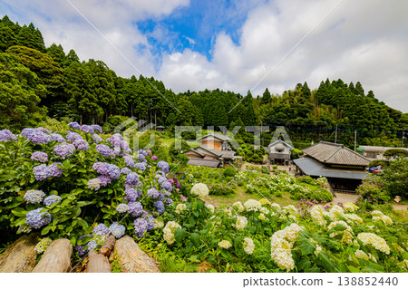 千葉縣服部農場的繡球花景 千葉縣服部農場的繡球花景 138852440