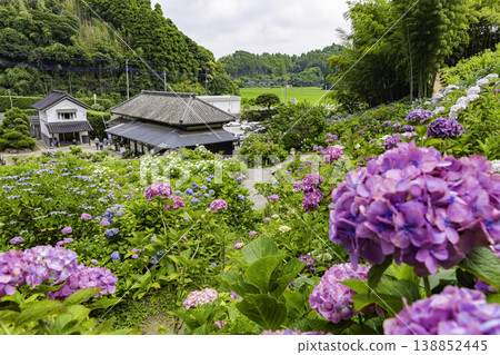 Hydrangea scenery at Hattori Farm, Chiba Prefecture Hydrangea scenery at Hattori Farm, Chiba Prefecture 138852445