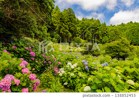 Hydrangea scenery at Hattori Farm, Chiba Prefecture Hydrangea scenery at Hattori Farm, Chiba Prefecture 138852453