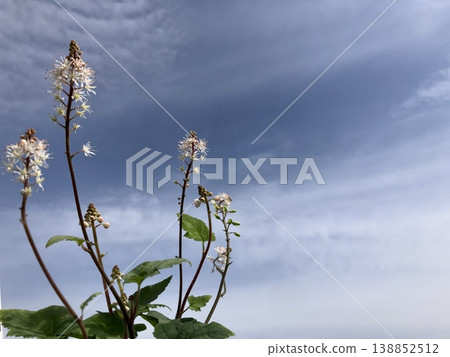Tiarera Tiarera 138852512