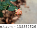 深秋時節，一朵玫瑰花苞佇立在小徑上，落葉在周圍飛舞。 138852526