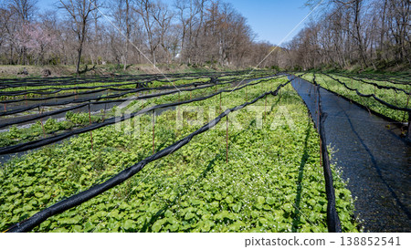 Snowmelt-fed clear streams and wasabi fields at Daio Wasabi Farm Snowmelt-fed clear streams and wasabi fields at Daio Wasabi Farm 138852541