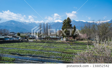 Snowmelt-fed clear streams and wasabi fields at Daio Wasabi Farm Snowmelt-fed clear streams and wasabi fields at Daio Wasabi Farm 138852542