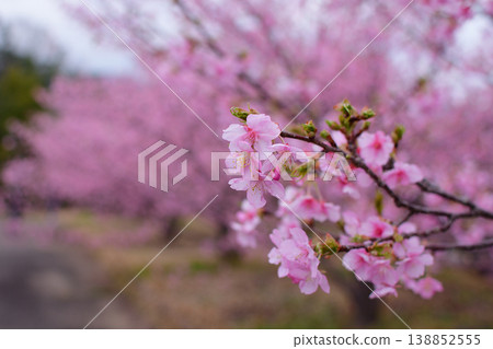 河津櫻花在公園裡的中國公園盛開 138852555