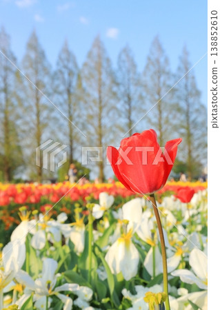 Akebonoyama Agricultural Park Tulip Akebonoyama Agricultural Park Tulip 138852610
