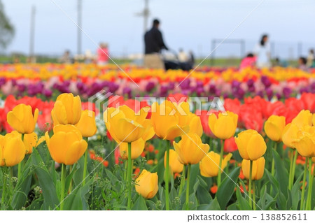 Akebonoyama Agricultural Park Tulip 138852611