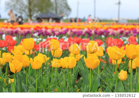 Akebonoyama Agricultural Park Tulip Akebonoyama Agricultural Park Tulip 138852612