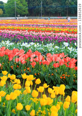 Akebonoyama Agricultural Park Tulip Akebonoyama Agricultural Park Tulip 138852619