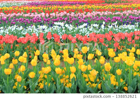 Akebonoyama Agricultural Park Tulip Akebonoyama Agricultural Park Tulip 138852621