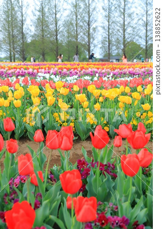Akebonoyama Agricultural Park Tulip 138852622