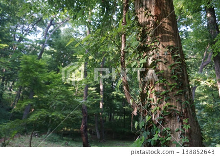 Forest, Higashiyamato Park, Sayama Hills Forest, Higashiyamato Park, Sayama Hills 138852643