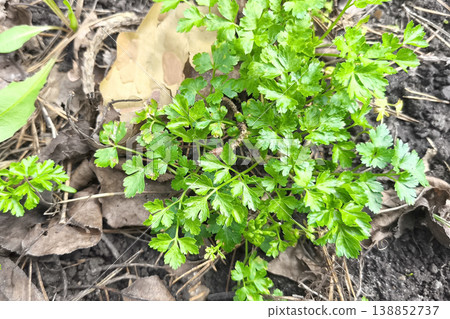 Fresh young parsley growing in garden soil, vibrant green leaves among dry foliage, symbolizing spring growth, natural freshness, and organic gardening. 138852737