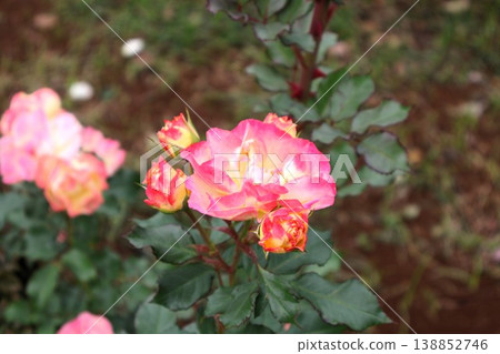 一串玫瑰花一朵接一朵地綻放 一串玫瑰花一朵接一朵地綻放 138852746