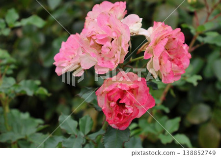 條紋玫瑰的花瓣搖曳生姿。 條紋玫瑰的花瓣搖曳生姿。 138852749