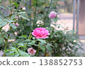 在秋日寒冷的花園裡，一串串玫瑰花開始一朵接一朵地綻放。 138852753