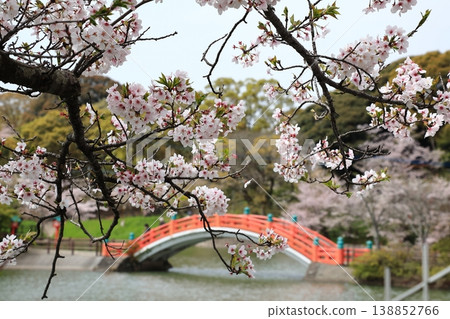 池塘上橫跨一座紅橋,櫻花盛開。 池塘上橫跨一座紅橋,櫻花盛開。 138852766