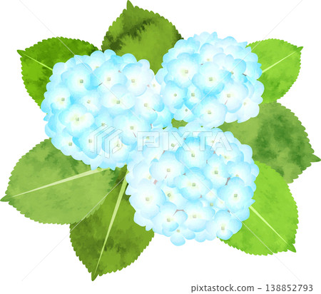 水彩風格的繡球花插圖 - 淺藍色 水彩風格的繡球花插圖 - 淺藍色 138852793