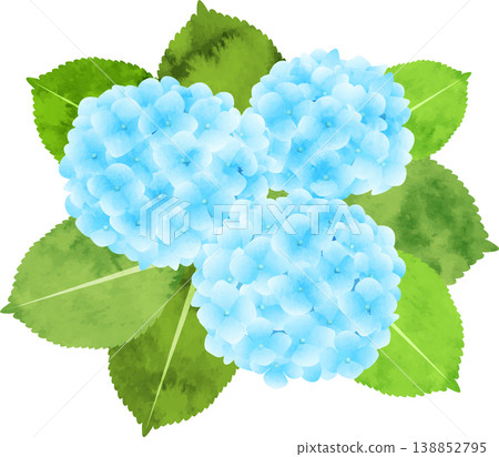 水彩風格的繡球花插圖 - 藍色 水彩風格的繡球花插圖 - 藍色 138852795